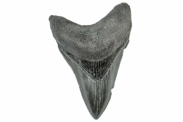 Serrated, Fossil Megalodon Tooth - South Carolina #306282